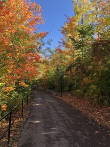 A scenic autumn road surrounded by colorful fall foliage.
