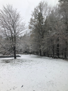 A snowy winter scene with bare trees and a quiet path.